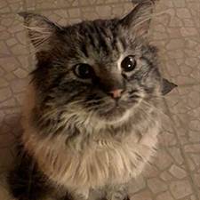 Richardson - Mr. Stanley cat